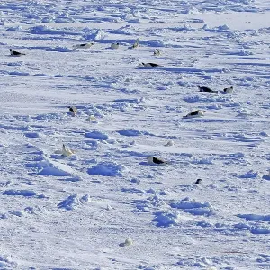 Harp Seals or Saddleback Seals (Pagophilus groenlandicus) Harp Seals or Saddleback Seals (Pagophilus groenlandicus)