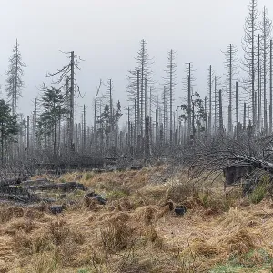 Harz National Park Dead trees in the mist Ghost forest