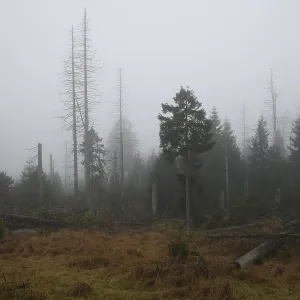 Harz, Tree death, Foggy forest with bare trees and autumn vegetation