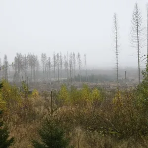 Harz, tree death, open areas due to tree death Harz, tree death, open areas due to tree death