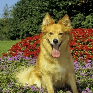 Harzer fox, domestic dog