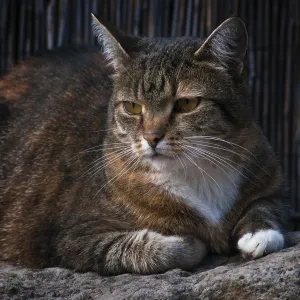 Hauskatze Hauskatze
