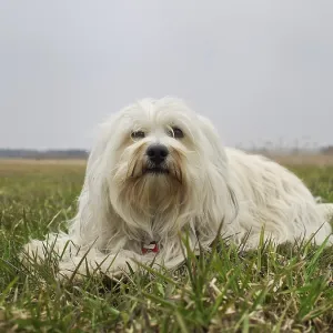 A Havanese lies relaxed in the meadow A Havanese lies relaxed in the meadow