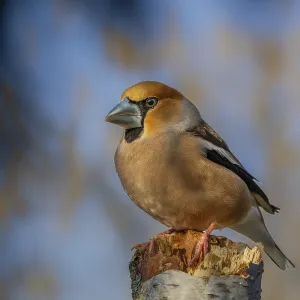Hawfinch (Coccothraustes coccothraustes) sitting on a rotten tree branch Hawfinch (Coccothraustes coccothraustes) sitting on a rotten tree branch