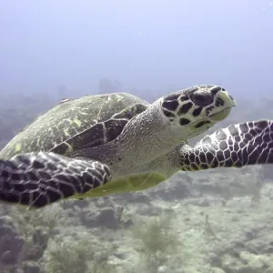 Hawksbill sea turtle (Eretmochelys imbricata imbricata) Hawksbill sea turtle (Eretmochelys imbricata imbricata)