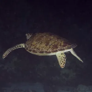 Hawksbill sea turtle (Eretmochelys imbricata imbricata) swimming through dark water at night