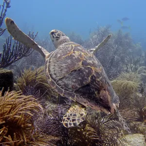 Hawksbill turtle (Eretmochelys imbricata imbricata) Hawksbill turtle (Eretmochelys imbricata imbricata)