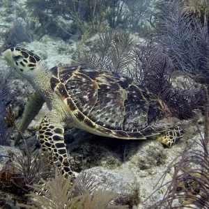 Hawksbill turtle (Eretmochelys imbricata imbricata) resting on the reef Hawksbill turtle (Eretmochelys imbricata imbricata) resting on the reef