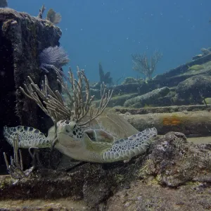 A hawksbill turtle (Eretmochelys imbricata imbricata) rubs against a bush coral