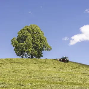 Hay harvest at the Friedenslinde (Tilia) on the Wittelsbacher Hohe