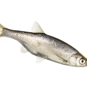 Hazel (Leuciscus leuciscus), fish