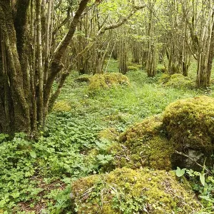 Hazel woods, Burren National Park Hazel woods, Burren National Park