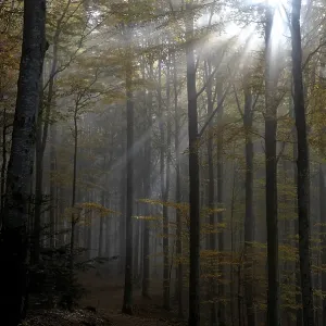Hazy, backlit, autumnal forest