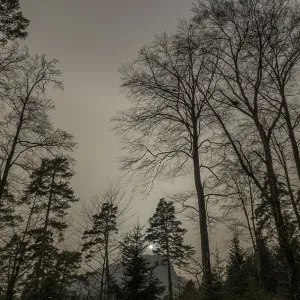 Un paysage forestier brumeux en Suisse, atténué par les effets d'une tempête de sable du Sahara. Un paysage forestier brumeux en Suisse, atténué par les effets d'une tempête de sable du Sahara.
