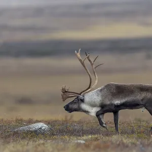 With its head bowed, the reindeer bull (Rangifer tarandus) moves towards an opponent With its head bowed, the reindeer bull (Rangifer tarandus) moves towards an opponent