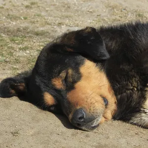 Head of a cute stray dog. Photographed in Kyanjing Gompa