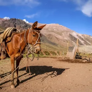 Head of a gaucho horse in front of the provisional stable in the argentinian Andes Head of a gaucho horse in front of the provisional stable in the argentinian Andes