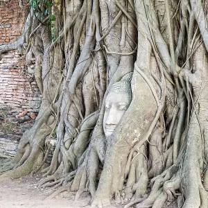 Head parts ruins of ancient buddha statue were covered up the roots of a banyan tree on the old wall at Wat Phra Head parts ruins of ancient buddha statue were covered up the roots of a banyan tree on the old wall at Wat Phra