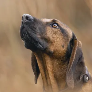 Head portrait of a bavarian mountain dog
