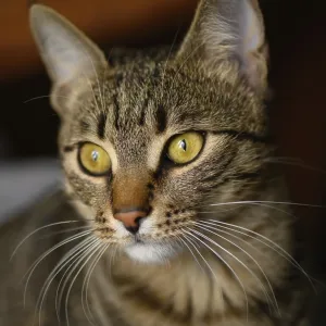 Head portrait of young european shorthair breed cat sitting Head portrait of young european shorthair breed cat sitting