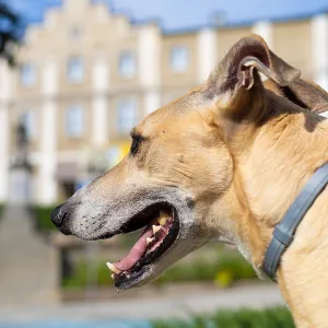 Head of a short-haired greyhound in close-up