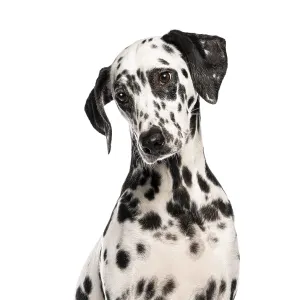 Head shot of a Dalmatian dog sitting and looking slightly to the side Head shot of a Dalmatian dog sitting and looking slightly to the side