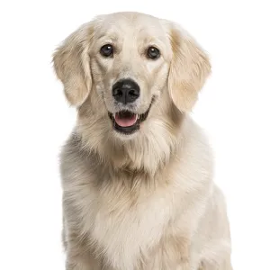 Headshot of a Golden Retriever (1 year old)
