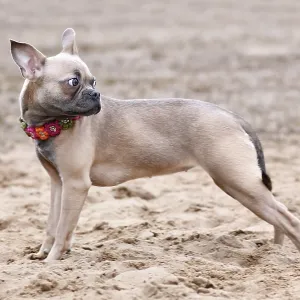 Healthy CDDY gene free French Bulldog dog with very long nose and tail Healthy CDDY gene free French Bulldog dog with very long nose and tail
