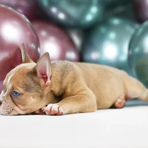 Healthy French Bulldog dog puppy with long nose lying fown in fornt of colorful balloon