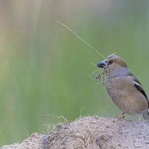 Heartbite (Coccothraustes coccothraustes) female