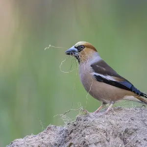 Heartbite (Coccothraustes coccothraustes) male