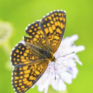 Heath fritillary (Mellicta athalia) butterfly sitting in a colorful blossom