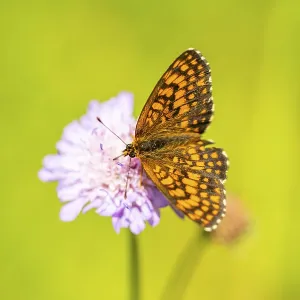 Heath fritillary (Mellicta athalia) butterfly sitting in a colorful blossom