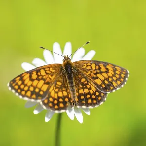 Heath fritillary (Mellicta athalia) butterfly sitting in a colorful blossom