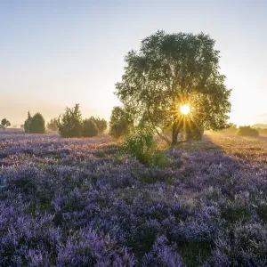Heath landscape, flowering common heather (Calluna vulgaris) Heath landscape, flowering common heather (Calluna vulgaris)