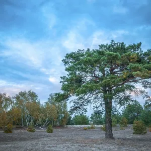 Heathland with Scots pine (Pinus sylvestris) tree Heathland with Scots pine (Pinus sylvestris) tree