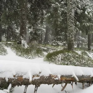 Heavy snowstorm in the fir forest