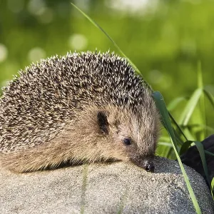 Hedgehog (Erinaceus europaeus) Hedgehog (Erinaceus europaeus)