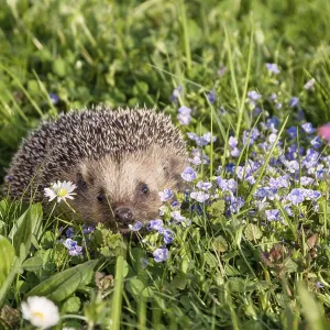 Hedgehog in spring on a flower meadow Hedgehog in spring on a flower meadow