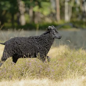 Heidschnucke (Ovis aries), black lamb of the bell heather