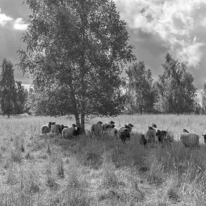 Heidschnucken grazing a nature reserve Heidschnucken grazing a nature reserve