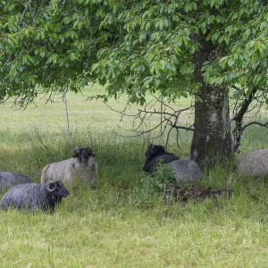 Heidschnucken (Ovis ammon f. aries) Heidschnucken (Ovis ammon f. aries)