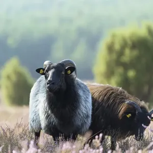 Heidschnucken (Ovis aries) in the blooming heathland