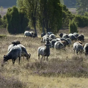 Heidschnucken (Ovis aries), herd in the blooming heathland Heidschnucken (Ovis aries), herd in the blooming heathland