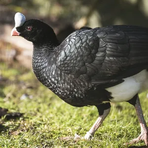 Helmeted curassow (Crax rubra) walking on the grass in Lubin