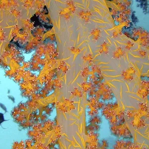 Hemprich's soft coral (Dendronephthya hemprichi)