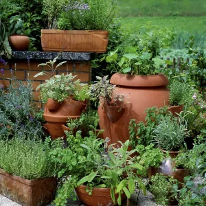 Herbs in pots Herbs in pots