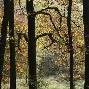 Herbstwald Herbstwald