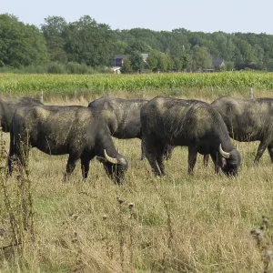 A herd of buffaloes grazing in a wide field on a sunny summer day A herd of buffaloes grazing in a wide field on a sunny summer day