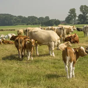 Herd of cows on a green field basking in grass